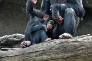 Happy Birthday - Schimpansenbaby feiert Geburtstag im Loro Park