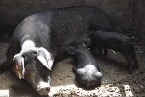 Das Schwarze Schwein der Kanaren - Delikatesse mit Geschichte