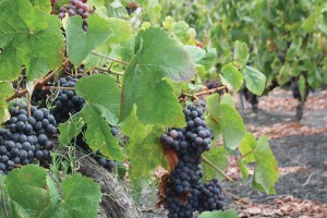 Hilfen für den kanarischen Weinmarkt
