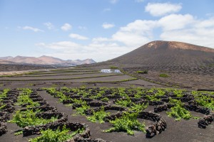 Bodega La Geria auf der schönsten Weinroute des Archipels auf Lanzarote