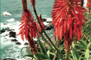 Aloe Vera, Heilpflanze seit 6.000 Jahren