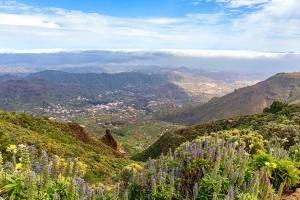 Es grünt so grün wenn .... zauberhafte Blütenwanderungen auf Gran Canaria