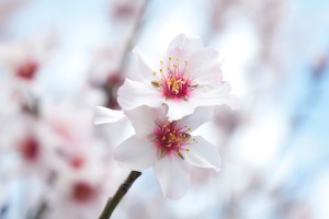 Gran Canaria: Die Natur brilliert mit der Mandelblüte
