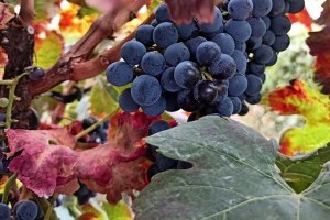 Rosige Weinernte für 2022 prognostiziert