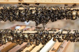 Die Rettung der kanarischen Biene: Abeja Negra