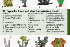 Überblick typisch kanarischer Flora: Bekanntesten Pflanzen