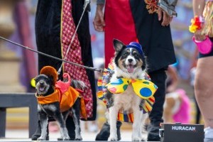 Carnaval al canino: Ganz schön tierisch ... beim Karneval in Las Palmas 2024