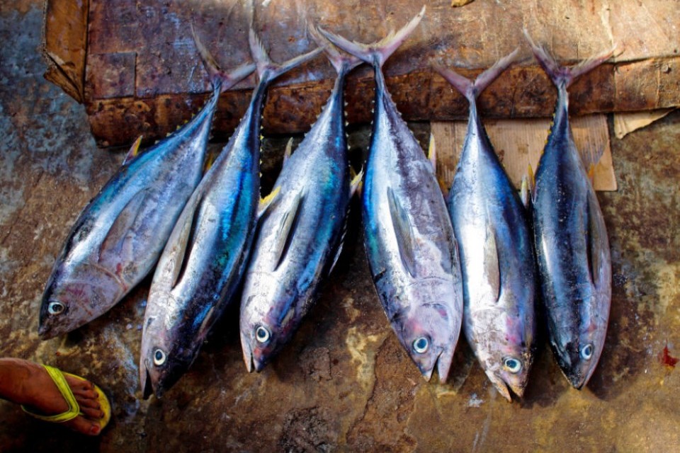 Roter Thun: Neue Fangrichtlinien für die Kanaren