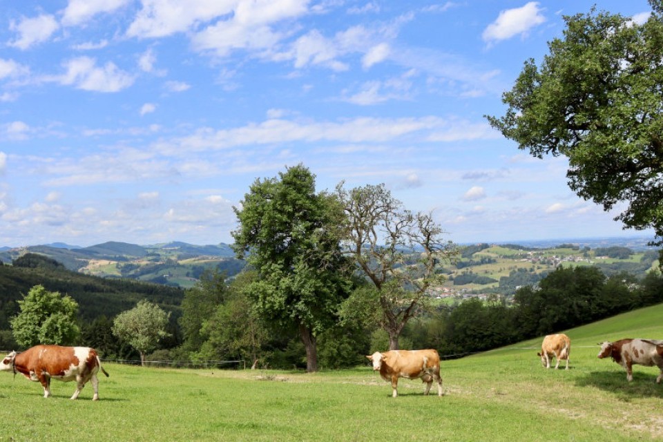 Heimatliche (Wieder)Entdeckung Teil 2: Auf den Spuren der Birnenbäume im Mostviertel