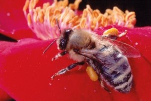 Apitherapie, wie Bienen uns Menschen noch nützlich sein können