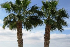 Rechtstipp Nr. 55 -  Gärtner und die Kanarischen Palmen