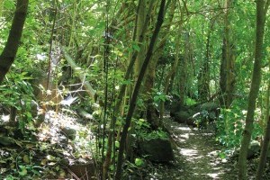 Wilde Wälder - Ausflug in das Naturreservat Los Tilos de Moya