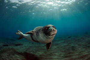 Seehunde vor Madeira - Schutzprojekt initiiert