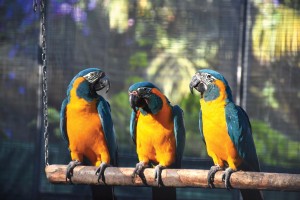 Papageien-Zuchtstation par excellence (Loro Parque Teil 2)