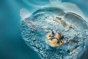 Terry, die unglaubliche Rettung der Meeresschildkröte