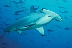Striktes Fangverbot für gefährdete Tiere laut 